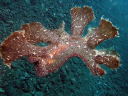 Swimming Nudibranch  by Paul Ng 